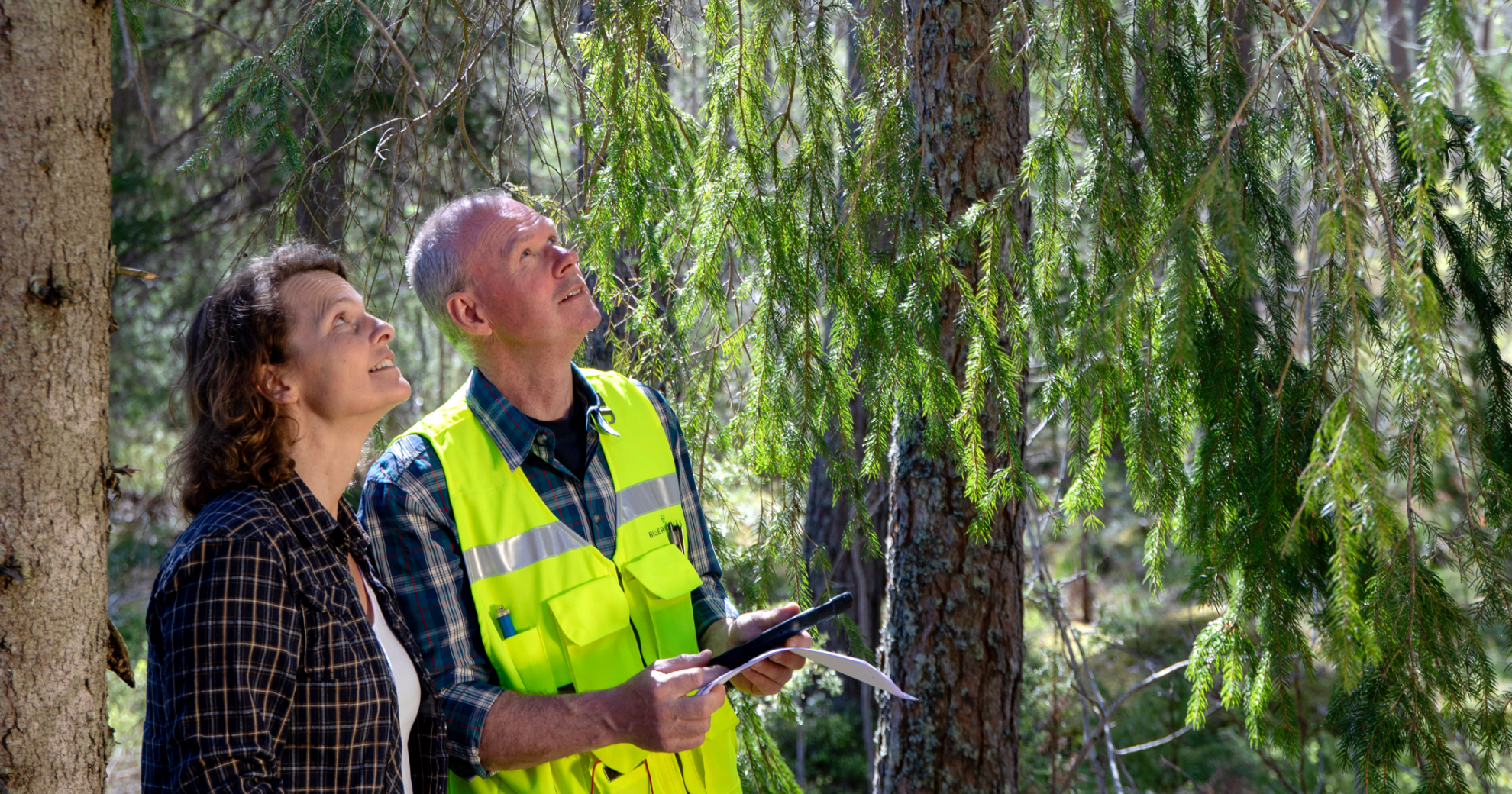 CO2_Tree_inspection.jpg